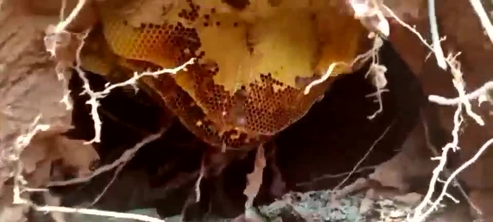 广东高山地区原生态土蜂蜜与野蜂蜜