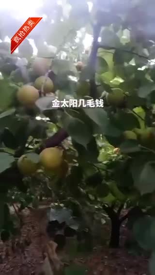 金太阳