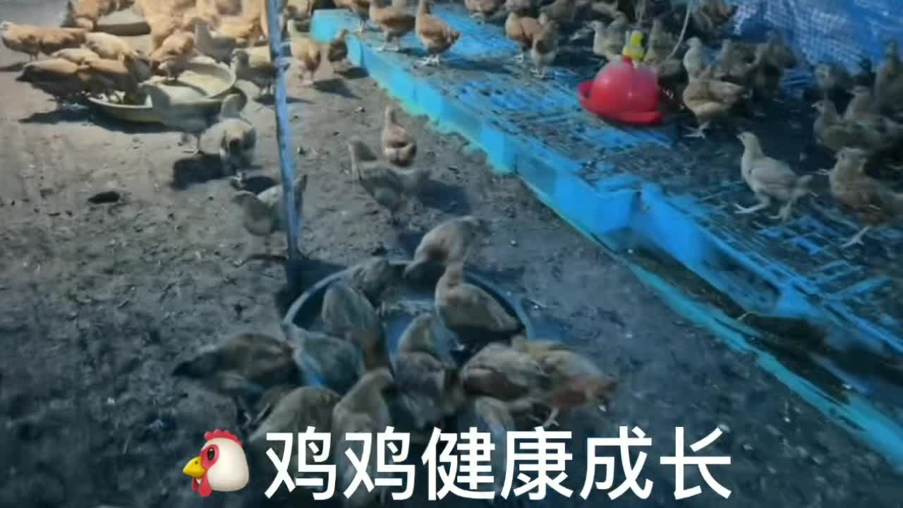 120天以上果园三黄鸡，广东惠州市惠东县，产地直批