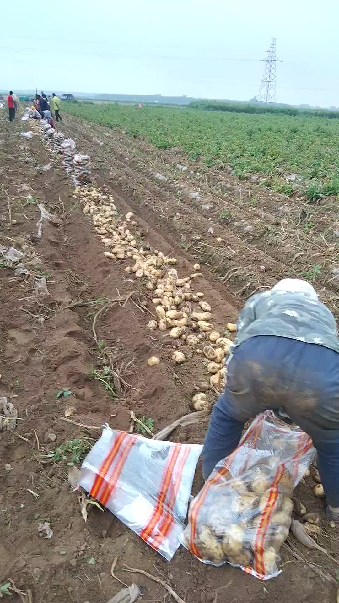 辽宁省凌海市土豆大量上市货源充足
