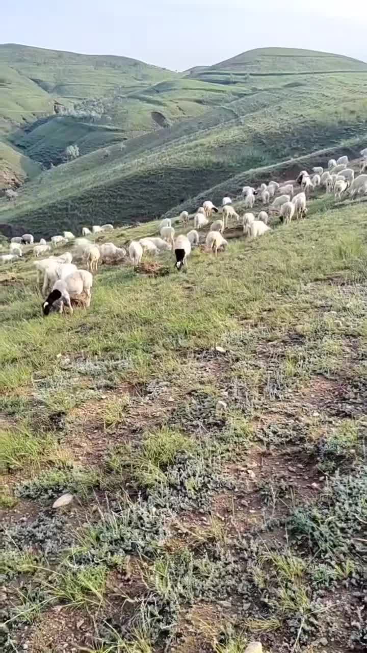 生态草原产鲜珍，天然牧场育好羊