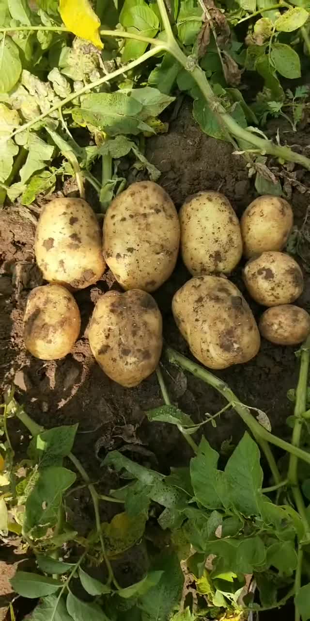 内蒙多伦土豆
