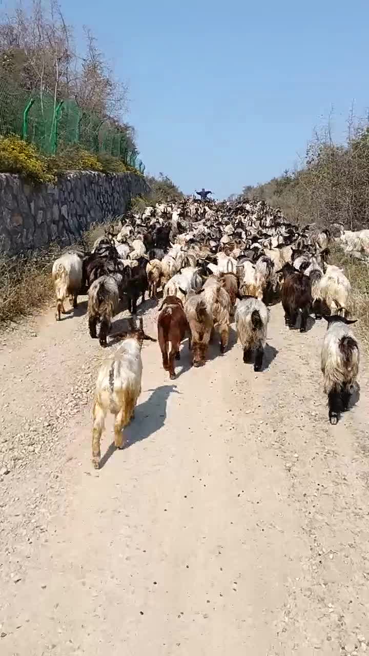 太行山黑山羊，白山羊，活羊批发