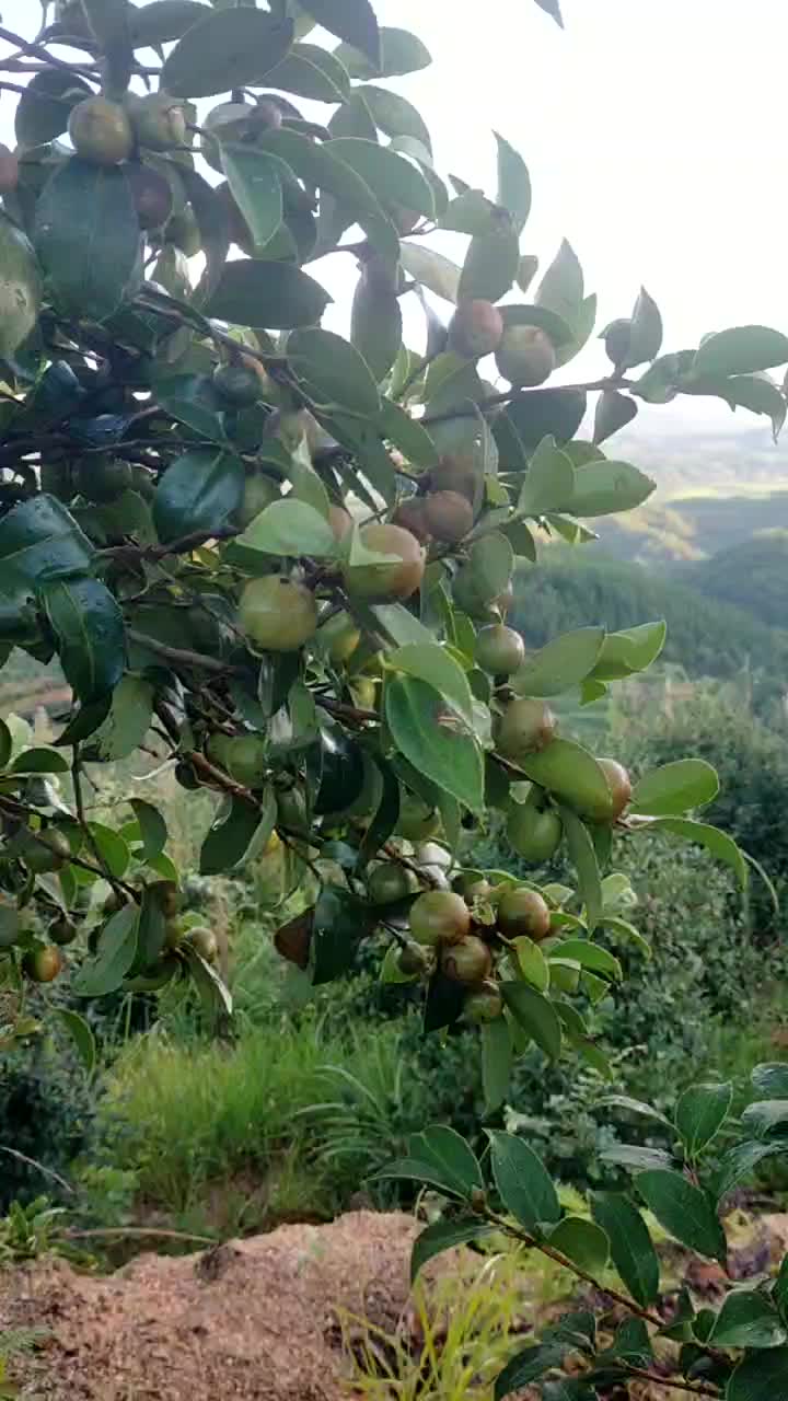 油茶鲜果，长林品种，约8万斤