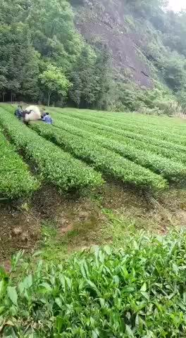 乌龙茶肉桂