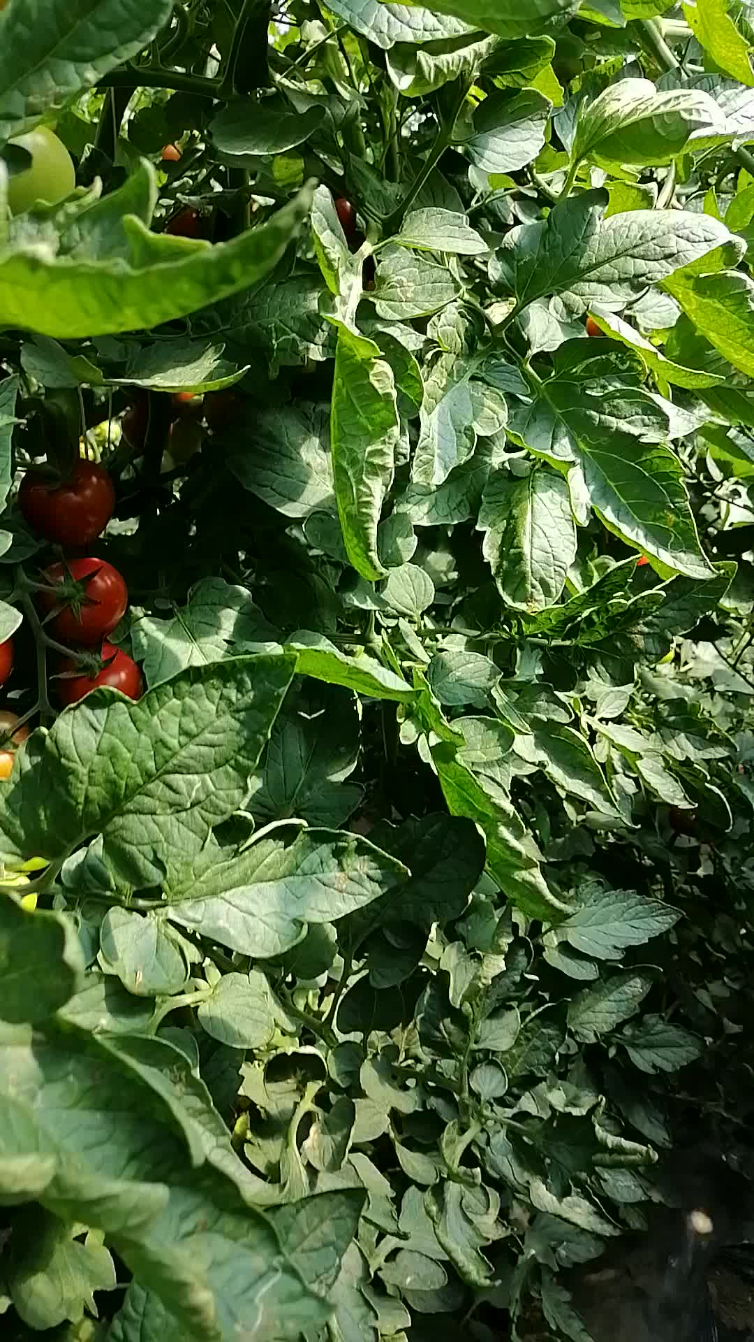赤峰市喀喇沁旗番茄之乡