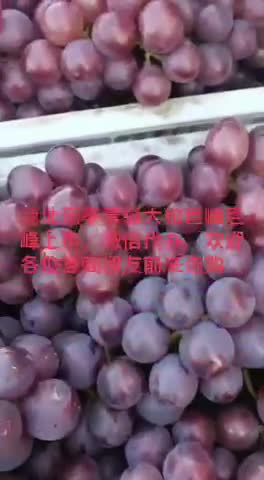 河北乐亭县产地代办，万亩套袋巨峰葡萄
