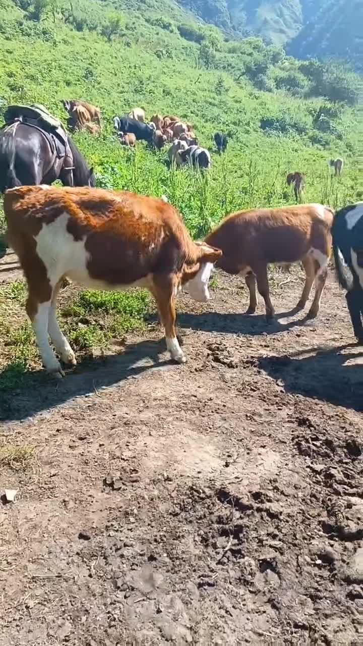 放山大母牛，小公牛