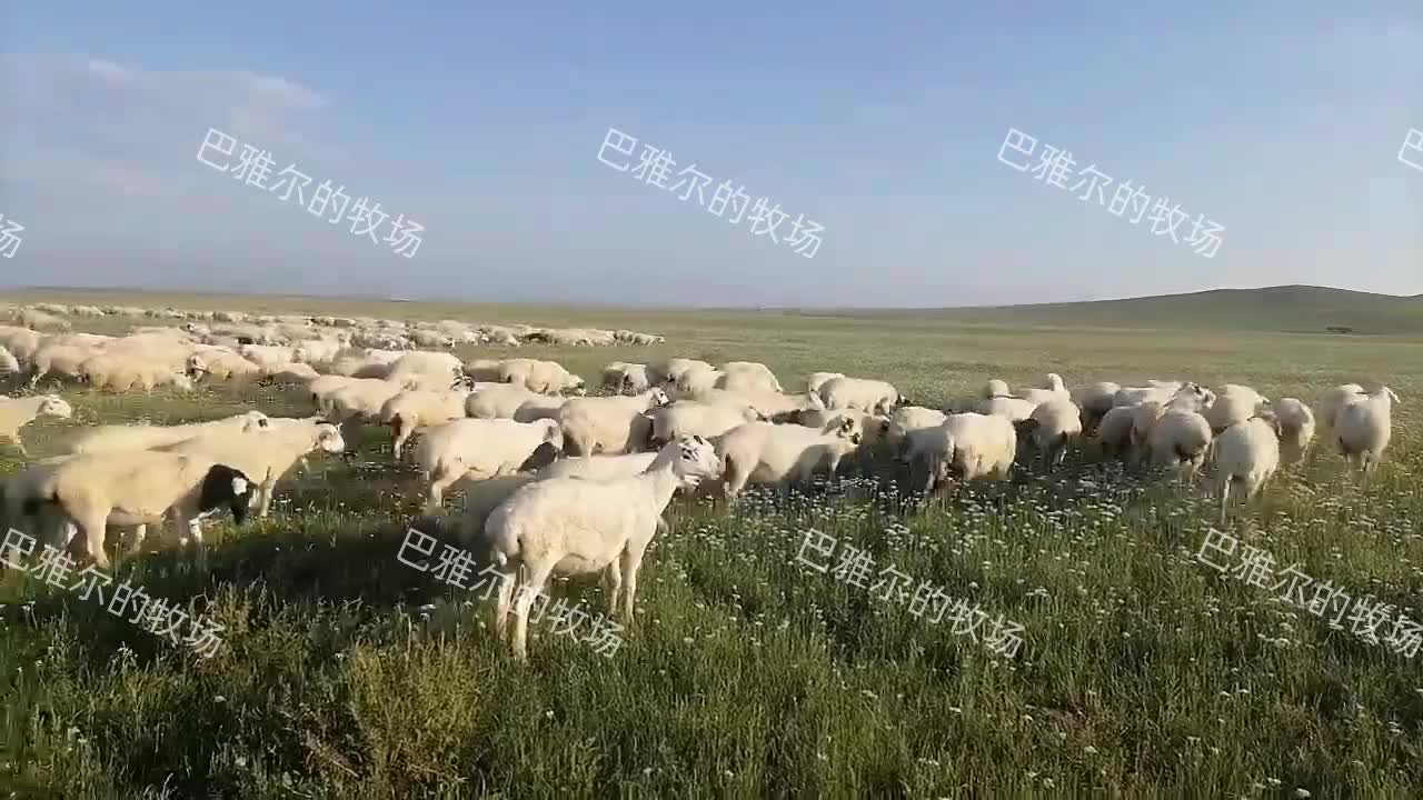 内蒙古锡林郭勒草地散养羊肉