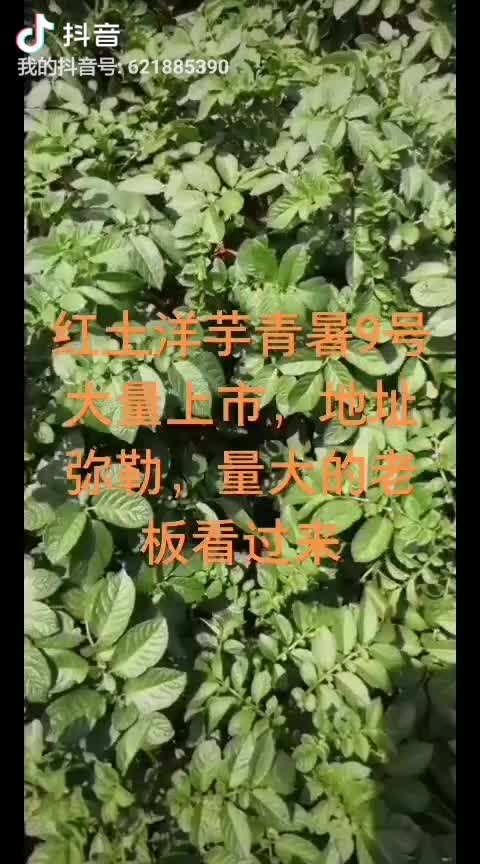 供应红薯,供应 云南弥勒，红土青暑9号，红土丽暑大量上市