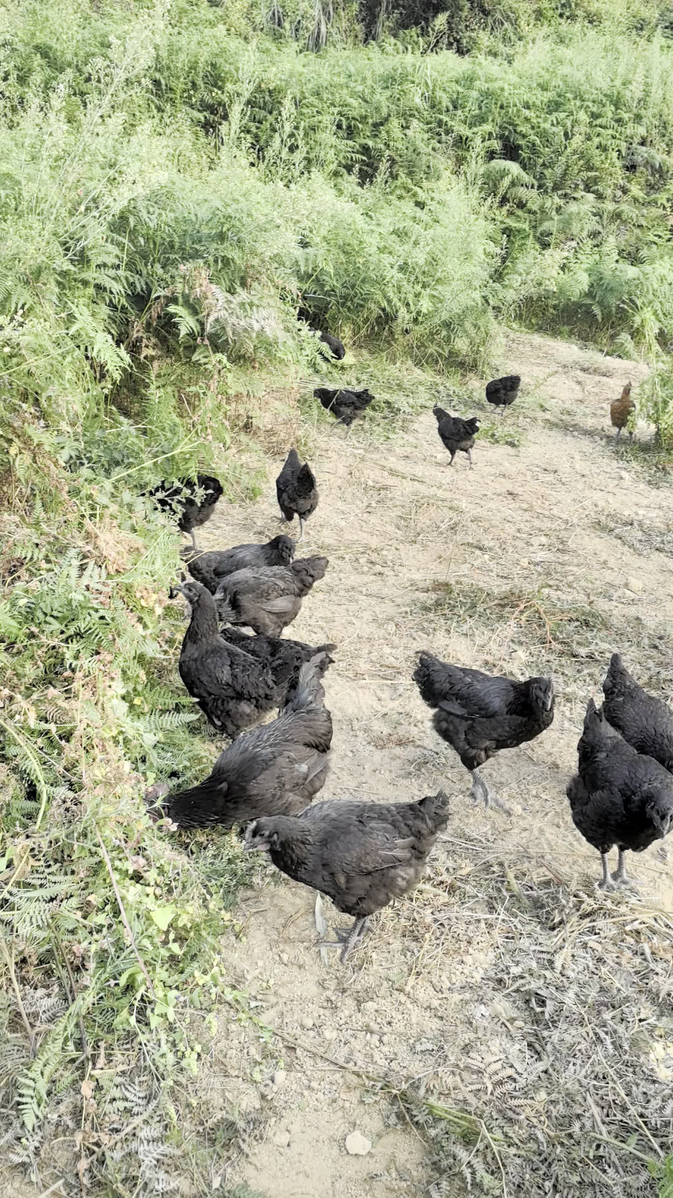 山林散养跑山鸡，喂食杂草玉米！！