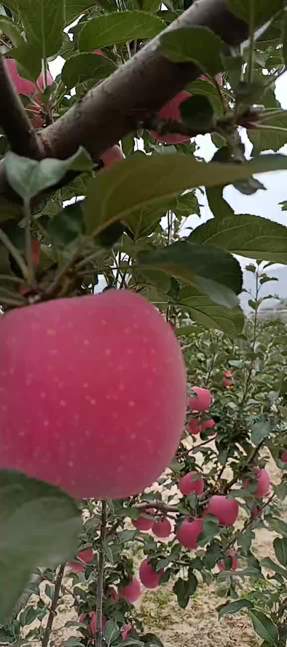 甘肃静宁苹果山地鲜果原产地直供