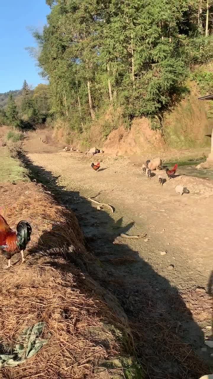 散养巴马香猪 肉质鲜美 抗病率强 养殖厂直发