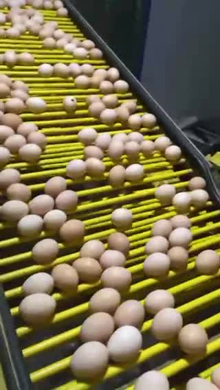 常德汉寿鸡蛋优质农产品
