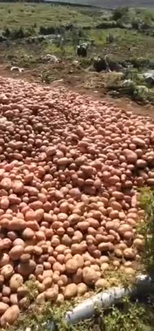 云南红河大黑山土豆供应