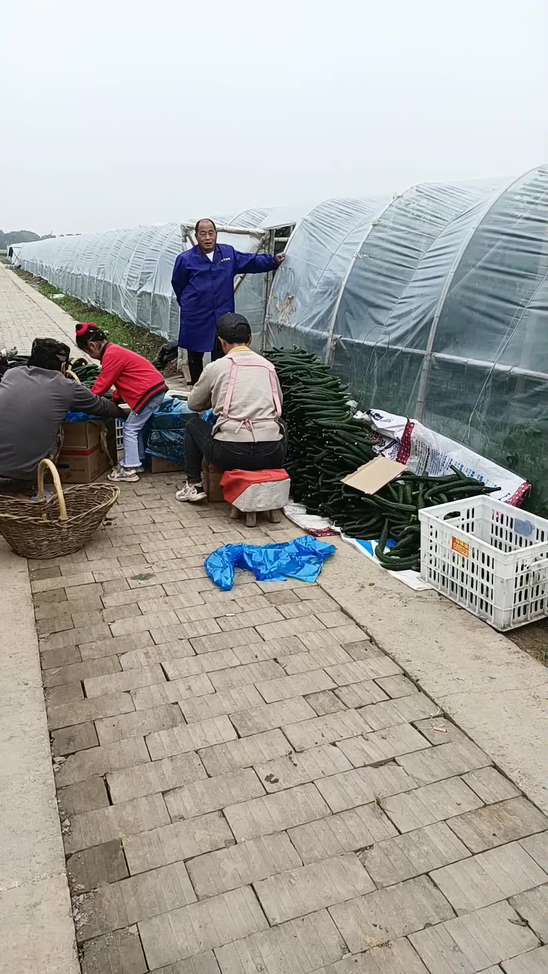 许昌建安区种植基地，大量批发黄瓜，量大从优