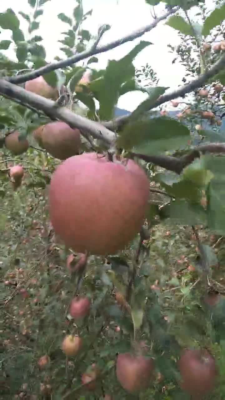 四川汉源高山红富士苹果，脆红李，雪花梨，樱桃供应