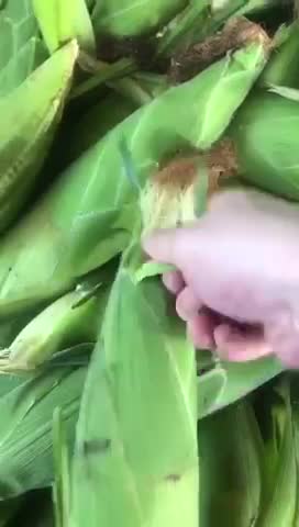 新鲜甜玉米