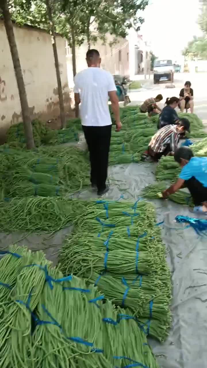 河南开封长豆角大量上市中