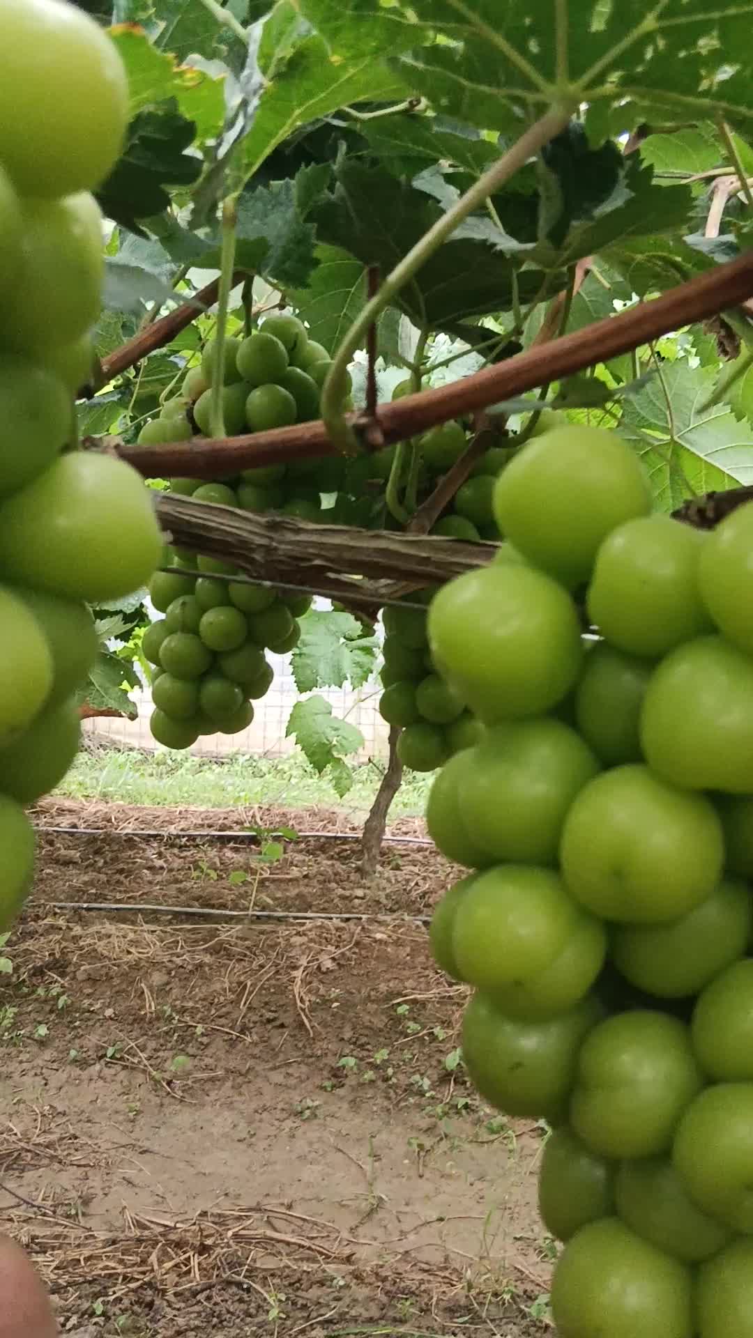 湖南省澧县阳光玫瑰新鲜大量上市.