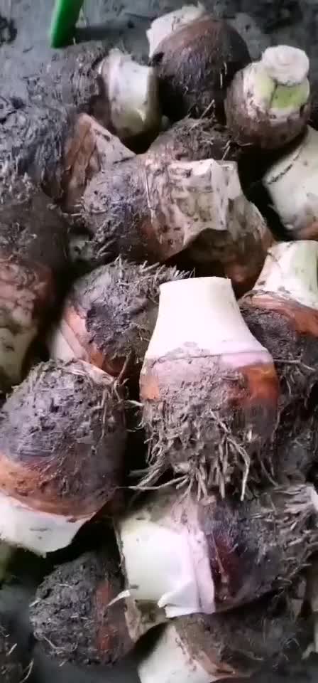 江西槟榔芋