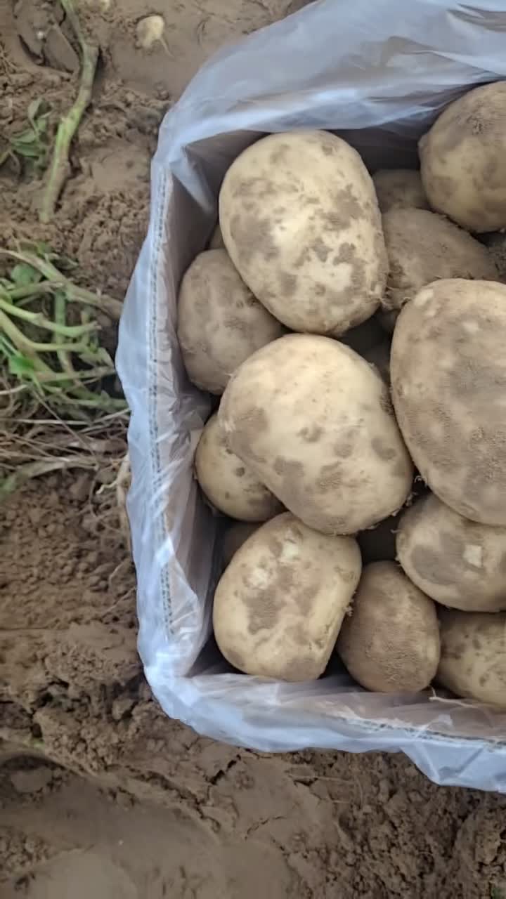 陕西省定边县土豆代销品质优良
