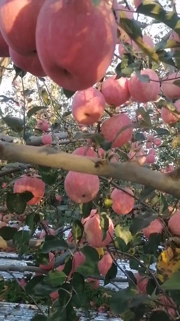 洛川苹果产地供应