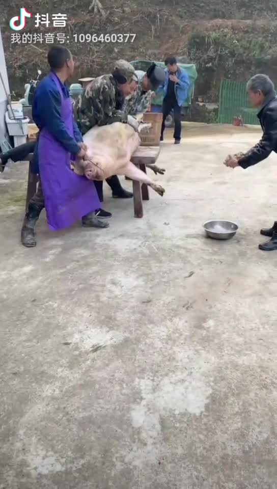 土猪🐷🐷🐷🐷