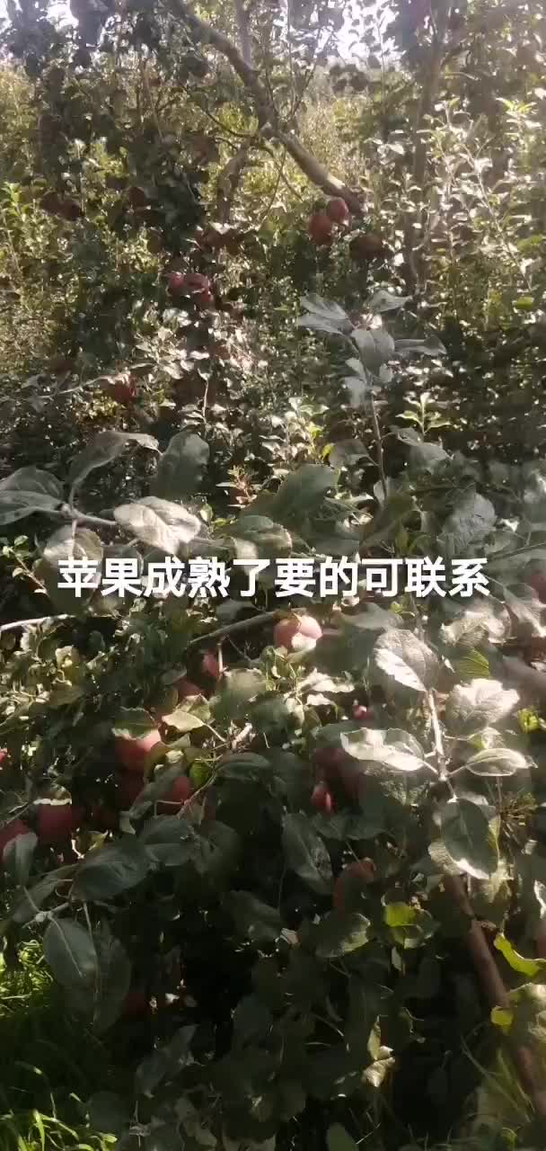 云南昭通不套袋丑苹果