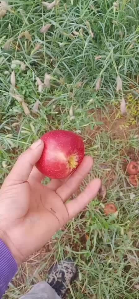 洛川红富士有机苹果