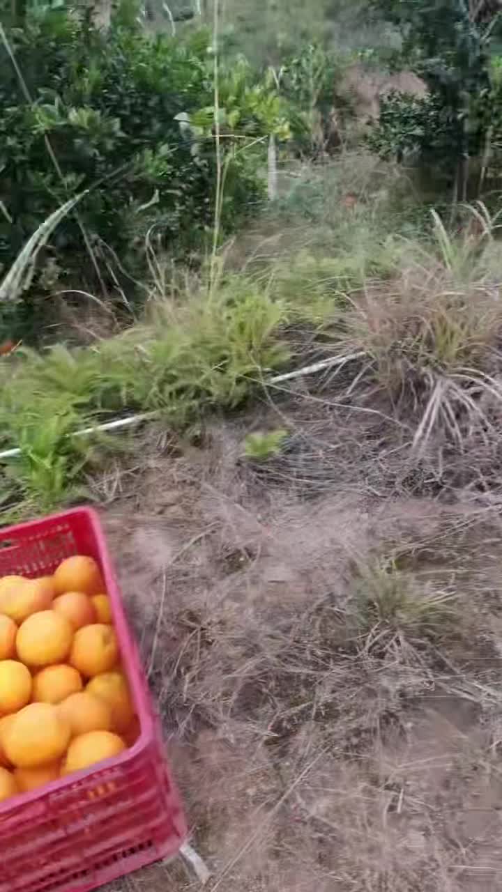 赣南脐橙，江西赣州