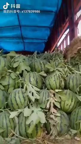 美都，京欣，甜王🍉🍉🍉上市啦