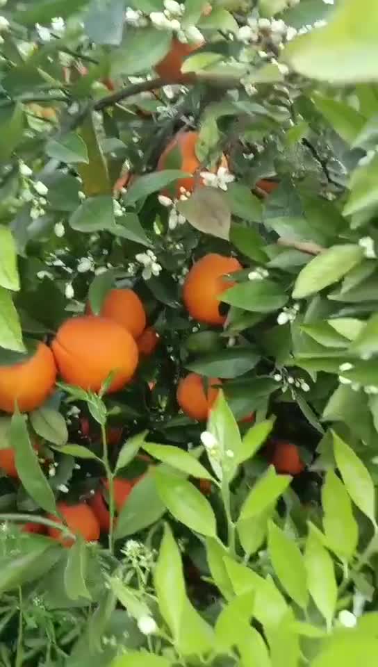 奉节脐橙夏橙（三月橙品种，伦晚品种）