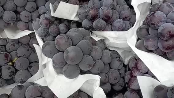 出售大量葡萄京亚葡萄巨峰葡萄各种品种