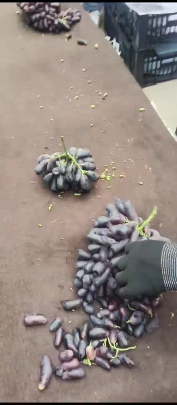山西省永济葡萄供应