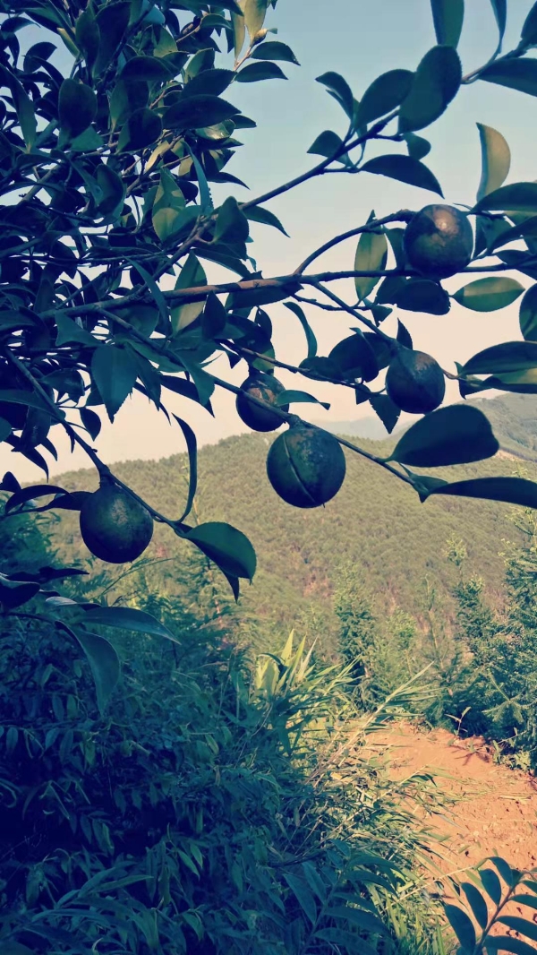 广西梧州岑溪的，软枝油茶