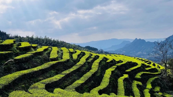 高山云雾茶