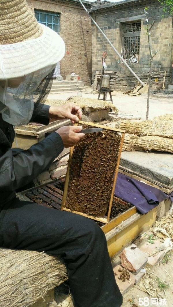 河北出售蜜蜂，卖蜂群卖意大利蜂