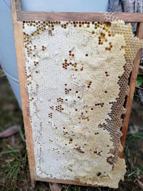 中蜂蜂蜜。