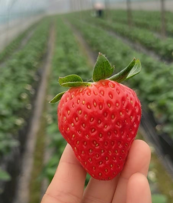 陕西省西安市红颜草莓批发 10元一斤 自家种植