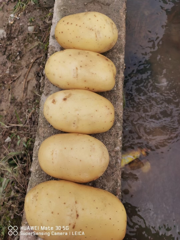 黄平中薯黄心土豆大量供货  新鲜现挖