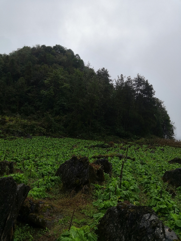 湖北利川高山特早熟儿菜