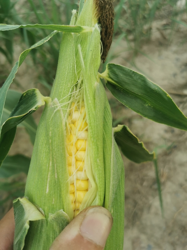 甘肃永登连城福兴种植场白加黄水果玉米