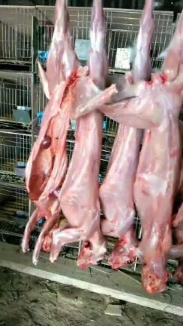 大量出售现杀现卖鲜活兔肉纯散养吃草兔子