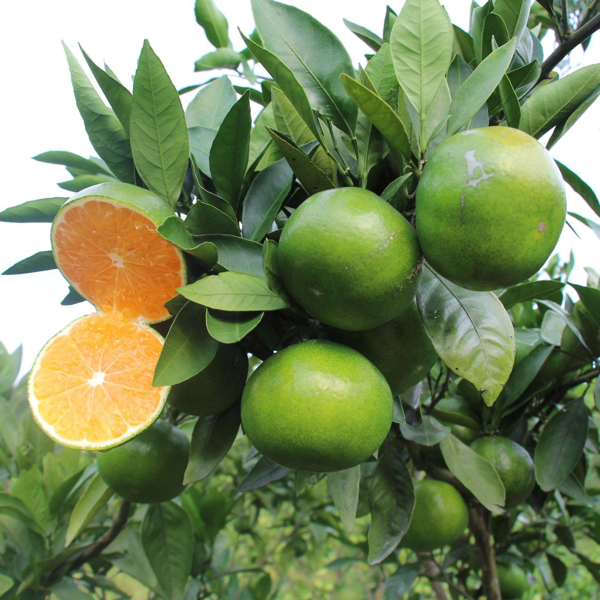 四川资阳柑橘上市，自己种植果品优良，种植卢直接销售