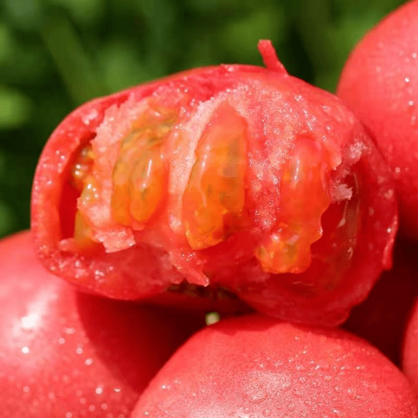 米易县大红西红柿，石头番茄，硬粉