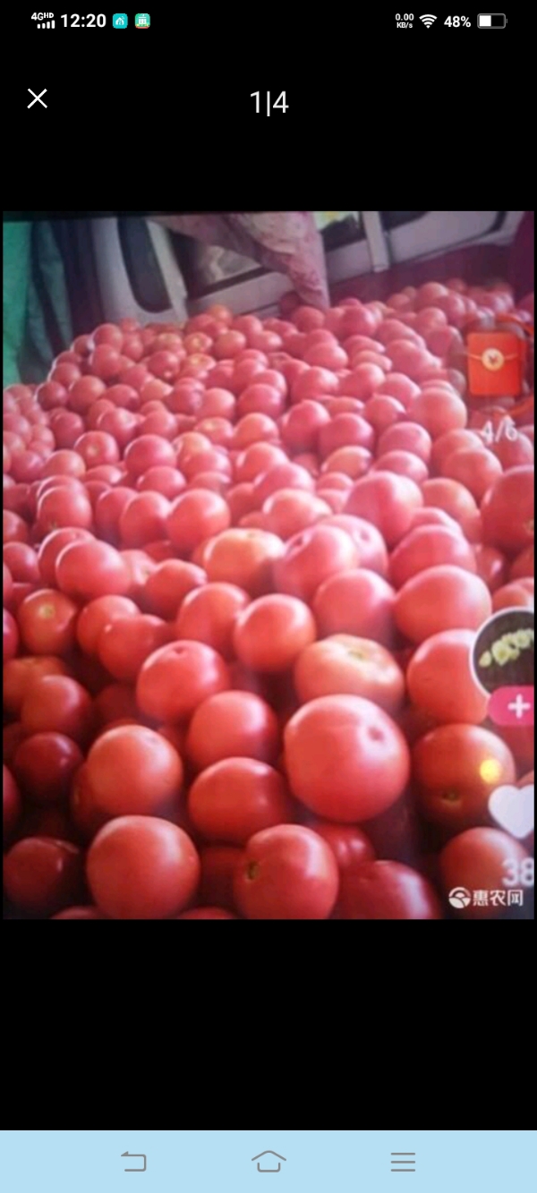 甘肃省白银市西红柿