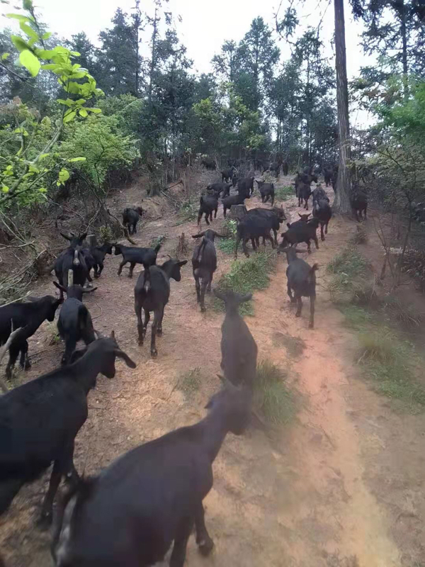 黑山羊  湖南黑山羊  放养黑山羊