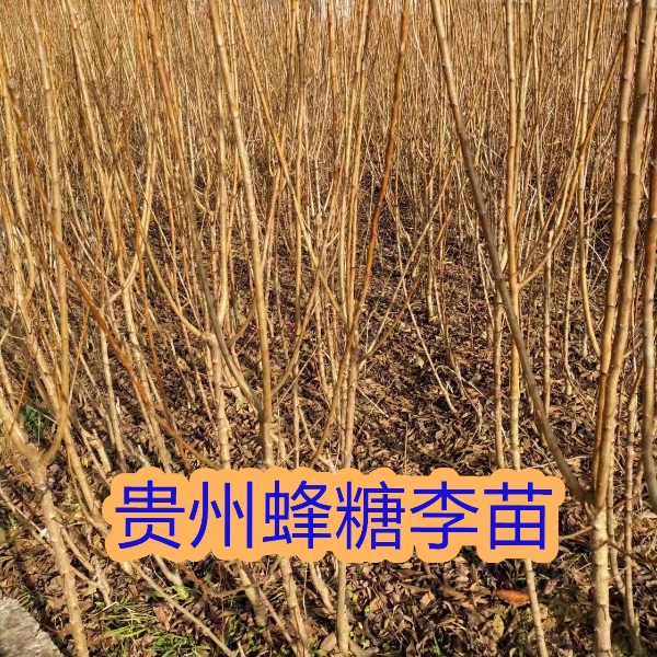 贵州六马蜂糖李树苗 原产地蜂糖李苗