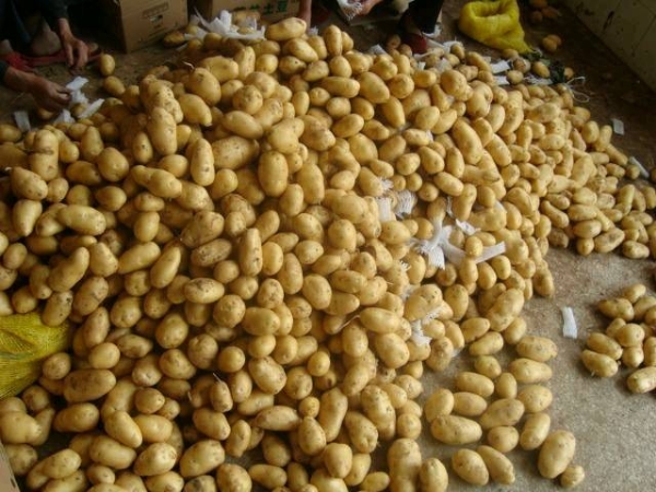今日山东土豆价格/土豆批发基地/荷兰土豆哪里种植